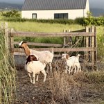 The neighbors got some cute goats